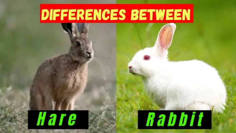 Difference Between Rabbit and Hare