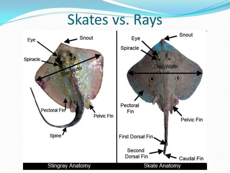 Difference Between Ray and Skate