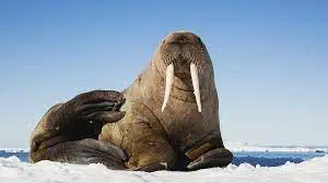 Difference Between Sea lions and Walrus 