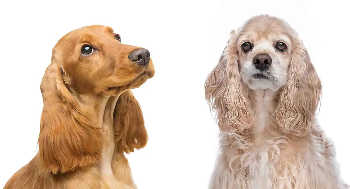 Differences Between American and English Cocker Spaniel