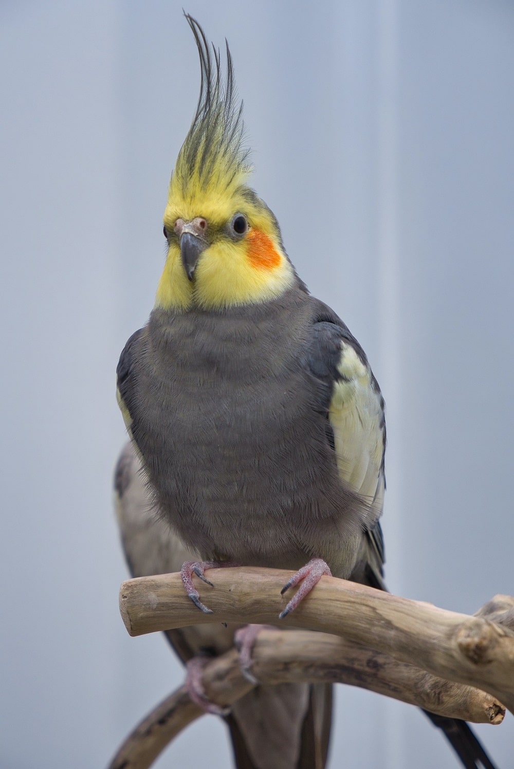 Can Cockatiels Eat Cheese