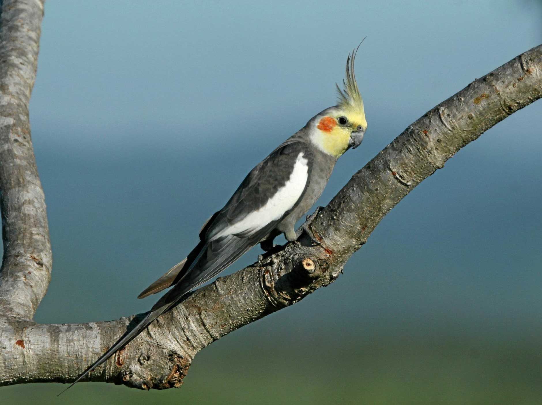 Can Cockatiels Eat Cucumber