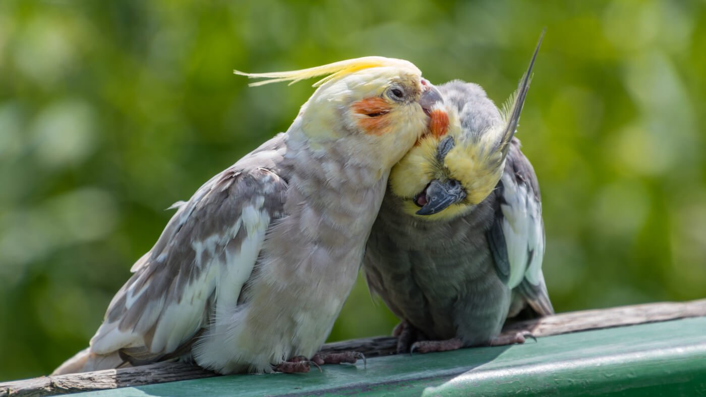 Can Cockatiels Eat Eggs