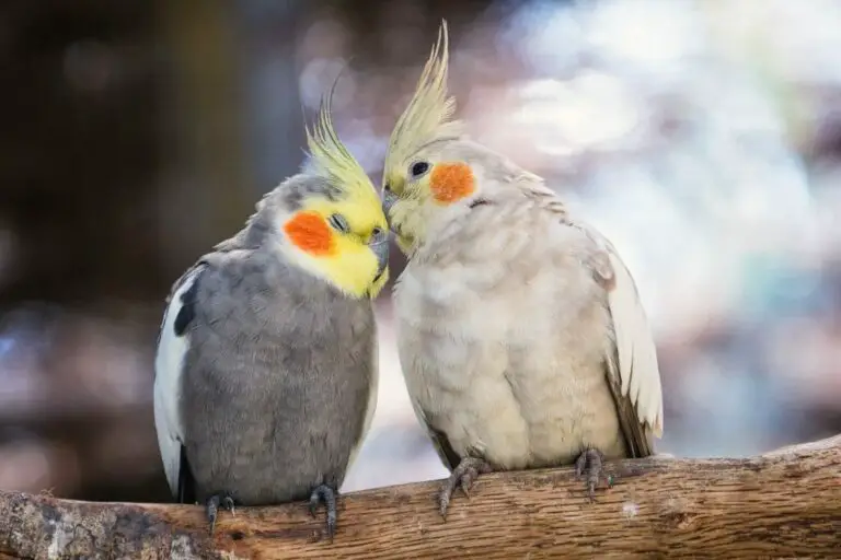 Can Cockatiels Eat Rice