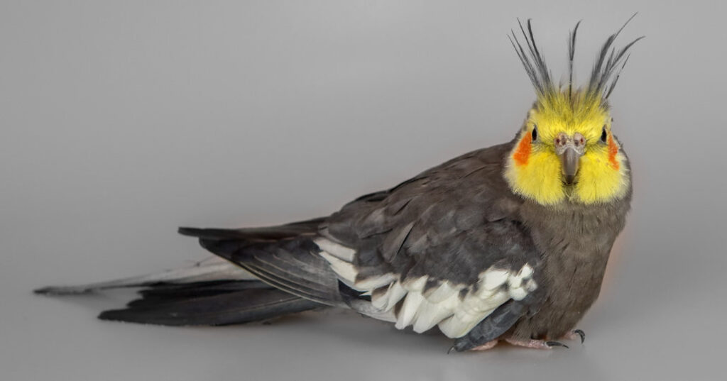 Can Cockatiels Eat Strawberries? - Animal Differences