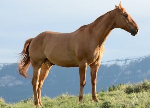 Can Horses Eat Pumpkins? - Animal Differences