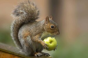 Can Squirrels Eat Apples? - Animal Differences