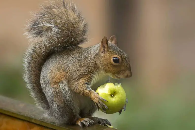 Can Squirrels Eat Apples?
