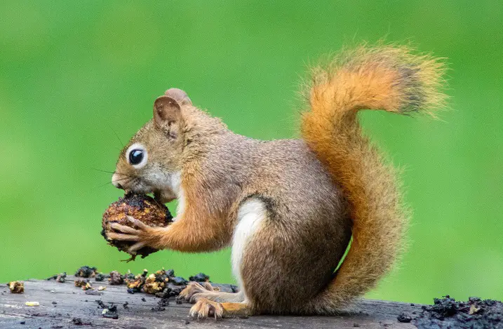 Can Squirrels Eat Biscuits