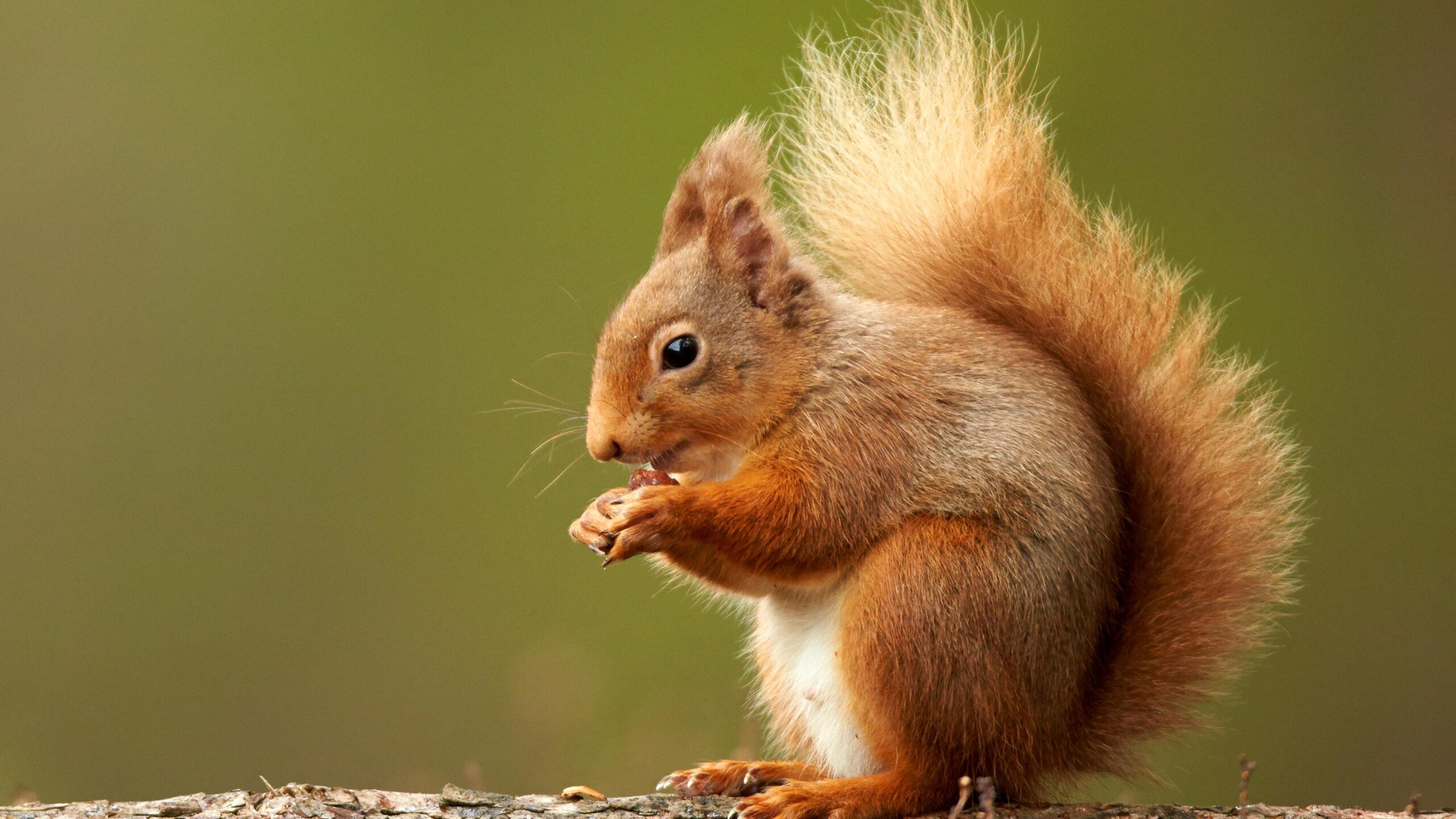 Can Squirrels Eat Chocolate