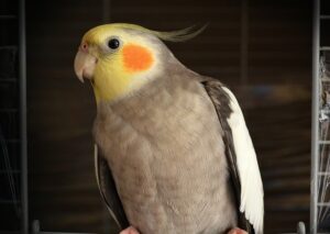 Can Cockatiels Eat Bread? - Animal Differences