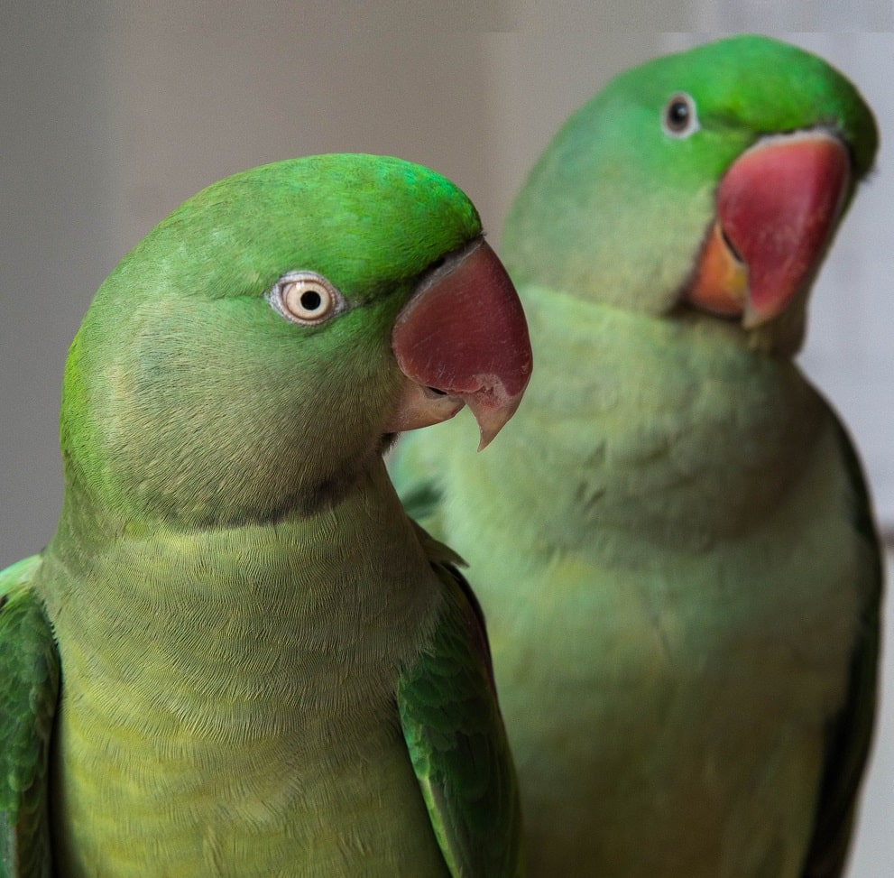 Can Parakeets Eat Mangoes