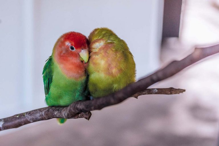 Can Parakeets Eat Mealworms Animal Differences