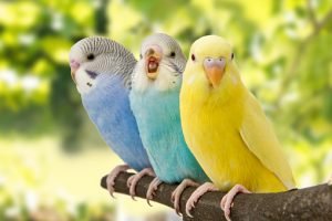 Can Parakeets Eat Popcorn? - Animal Differences