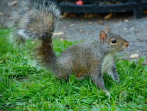 squirrels almonds