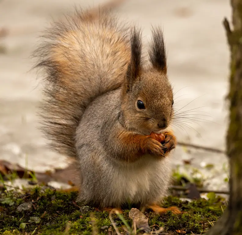Can Squirrels Eat Cheese
