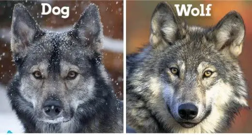 Difference between Dog and Wolf
