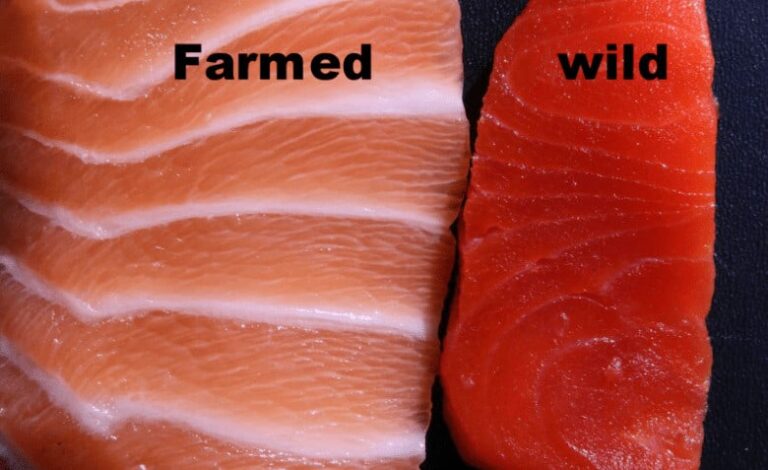 Difference between Farm-Raised and Wild Salmon