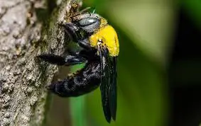 Difference between Male and Female Carpenter Bees 