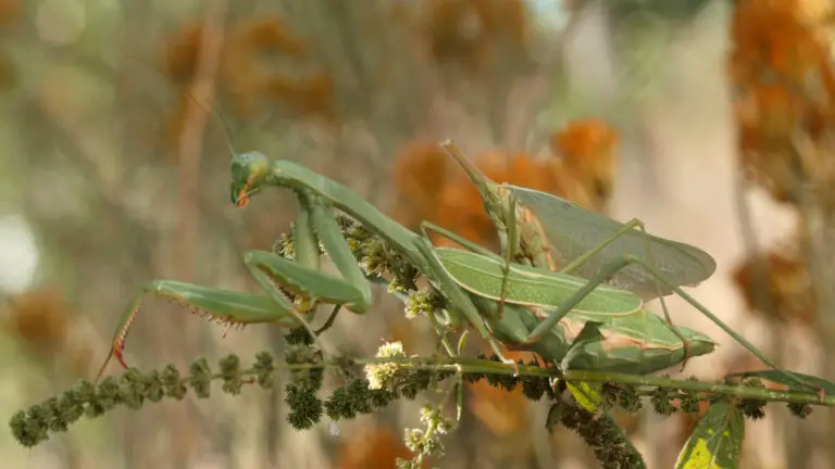 Difference between Male and Female Praying Mantis