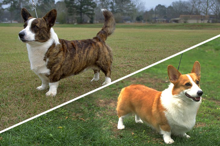 10 Difference Between Pembroke And Cardigan Corgi With Table Animal 