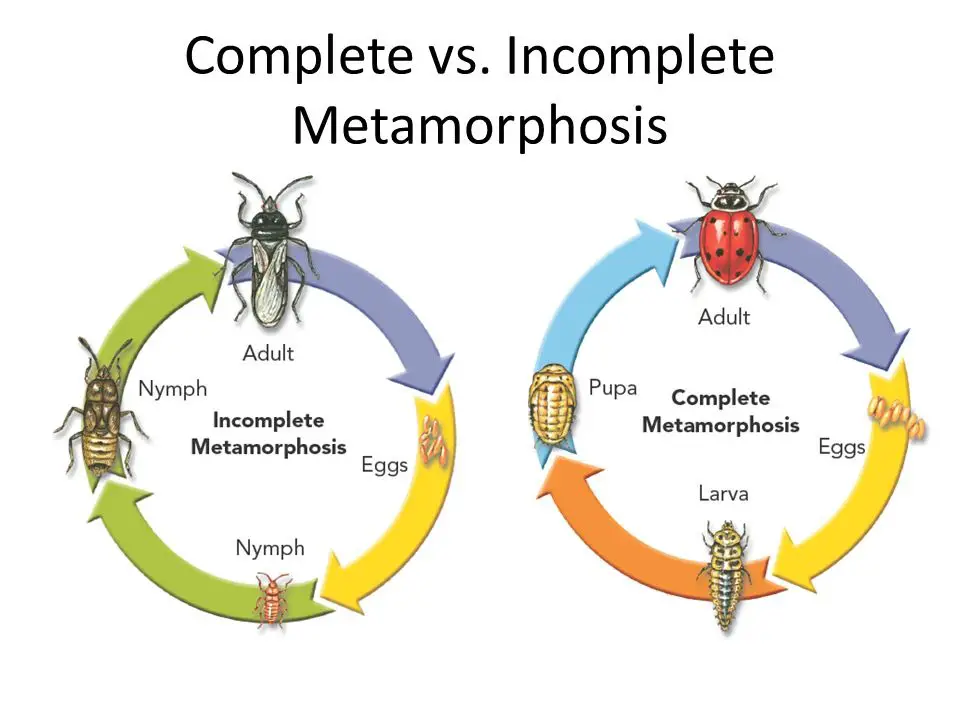 Differences between Complete and Incomplete Metamorphosis